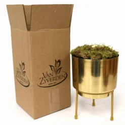 Amaryllis Stardust Red Preplanted Bulb With Brass Finish Iron Planter And Stand - Van Zyverden -Deals Patio Elegance Store GUEST b4776859 fb26 4873 8c50 9ceeb23ffa53