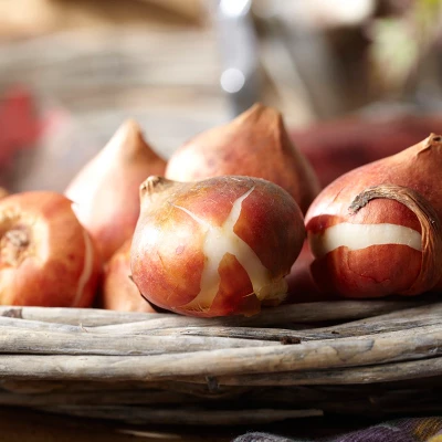 Tulips Economy Medley Of Varieties Set Of 100 Bulbs - Van Zyverden 1 Tulips Economy Medley Of Varieties Set Of 100 Bulbs - Van Zyverden