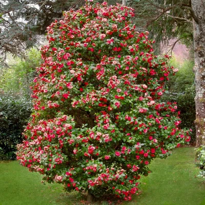 2.5qt Blood Of China Camellia Japonica Plant With Red Blooms - National Plant Network 2 2.5qt Blood Of China Camellia Japonica Plant With Red Blooms - National Plant Network - Image 2
