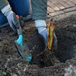 Van Zyverden Set Of 3 Roots Bearded Iris Firebreather -Deals Patio Elegance Store GUEST c9426e2e 04ac 48d2 a640 dd1acba3de3d