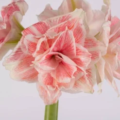Van Zyverden Amaryllis Pink Double Time Flower Bulb 10 Van Zyverden Amaryllis Pink Double Time Flower Bulb -Deals Patio Elegance Store GUEST ca628fd8 8b13 42df b7a6 fab2aafa1714