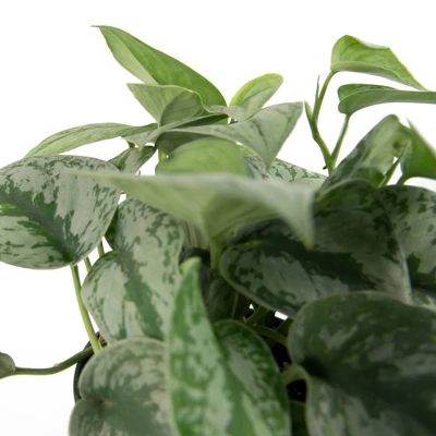 Silver Satin Pothos - National Plant Network 1 Silver Satin Pothos - National Plant Network
