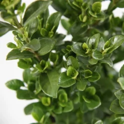 2.25gal Daisy Gardenia Plant White Blooms - National Plant Network