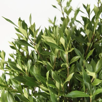 2.25gal Frostproof Gardenia Plant White Blooms - National Plant Network 1 2.25gal Frostproof Gardenia Plant White Blooms - National Plant Network