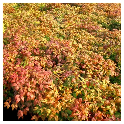 Nandina 'Fire Power' 1pc - National Plant Network - U.S.D.A. Hardiness Zones 6 - 10 2 Nandina 'Fire Power' 1pc - National Plant Network - U.S.D.A. Hardiness Zones 6 - 10 - Image 2