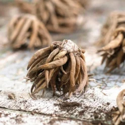 75ct Butter Cups Ranunculus Double Blooming Mixed Bulbs - Van Zyverden