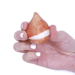 12ct Tulips Menton Exotic Orange Bulbs - Van Zyverden -Deals Patio Elegance Store GUEST ef888541 572a 4b2b aa7d d5f24743645c