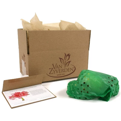 Van Zyverden Amaryllis Pink Double Time Flower Bulb 6 Van Zyverden Amaryllis Pink Double Time Flower Bulb - Image 6