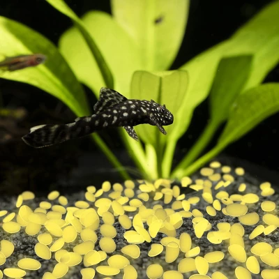 Garden Stones-200 Count Glow In The Dark Solar Pathway Pebble Lights-Decorative Glowing Rocks By Nature Spring (Yellow) 3 Garden Stones-200 Count Glow In The Dark Solar Pathway Pebble Lights-Decorative Glowing Rocks By Nature Spring (Yellow) - Image 3