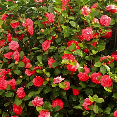 2.5qt Blood Of China Camellia Japonica Plant With Red Blooms - National Plant Network 3 2.5qt Blood Of China Camellia Japonica Plant With Red Blooms - National Plant Network - Image 3