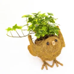 Ultimate Innovations Coco Animal Coir Novelty Planters -Deals Patio Elegance Store GUEST faab46f9 0eb4 4229 8cc0 b10b6912b727