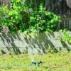 GrowGreen Garden Sprinkler, 360 Degree Rotating Sprinkler, Large Coverage, Solid ABS Plastic